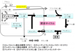 hyperammonaemia_japan